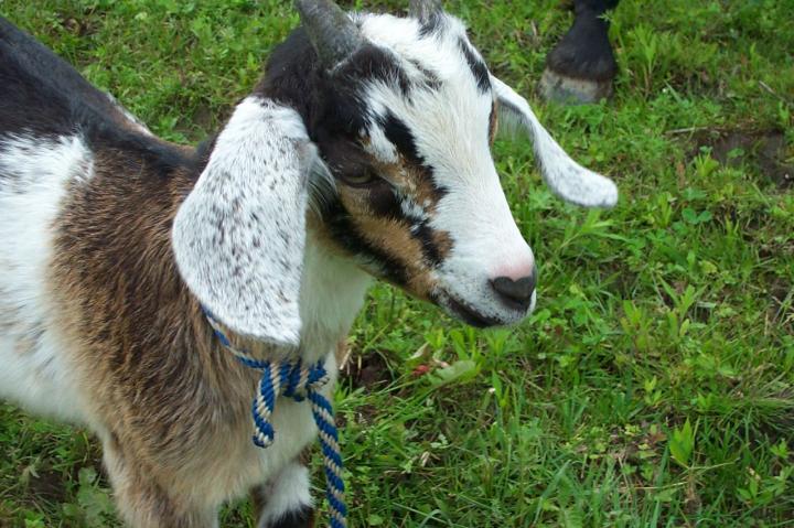 Filename: Cuzco_Baby.jpg
Size: 233.92 KB
12-18-2014, 11:25 PM
