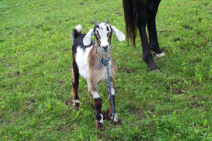 Filename: Baby_Ears.jpg
Size: 298.55 KB
12-18-2014, 11:29 PM