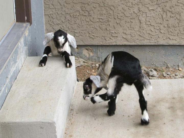 Filename: SledgeHammer_5:4:15.6.jpg
Size: 193.98 KB
05-05-2015, 09:50 AM