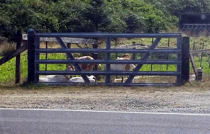 Filename: goats at gate.jpg
Size: 604.54 KB
08-29-2015, 07:13 PM