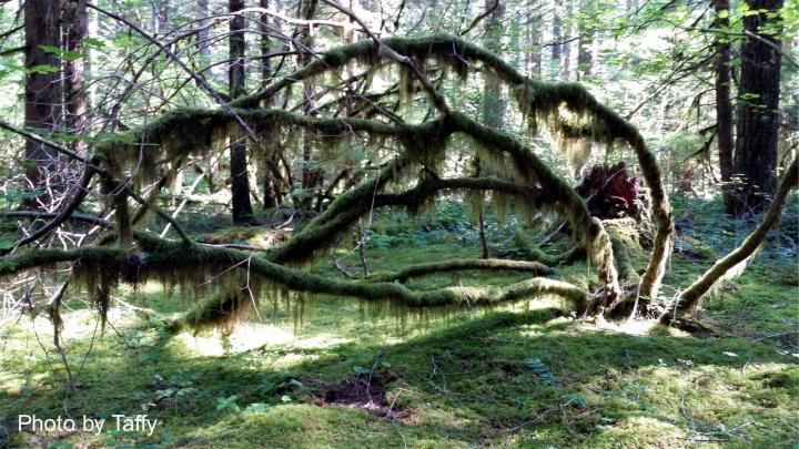 Filename: beauty in the forest.jpg
Size: 342.41 KB
09-20-2015, 09:12 AM