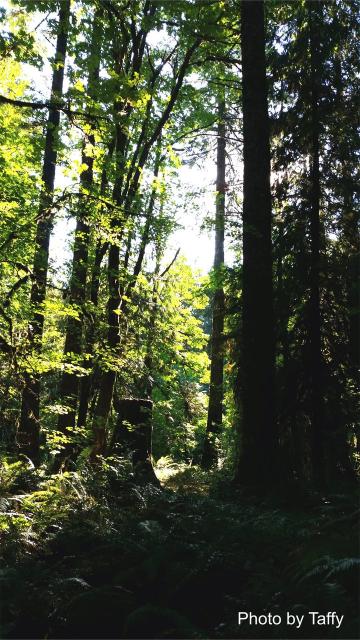 Filename: forest cr1.jpg
Size: 319.94 KB
09-20-2015, 08:35 PM