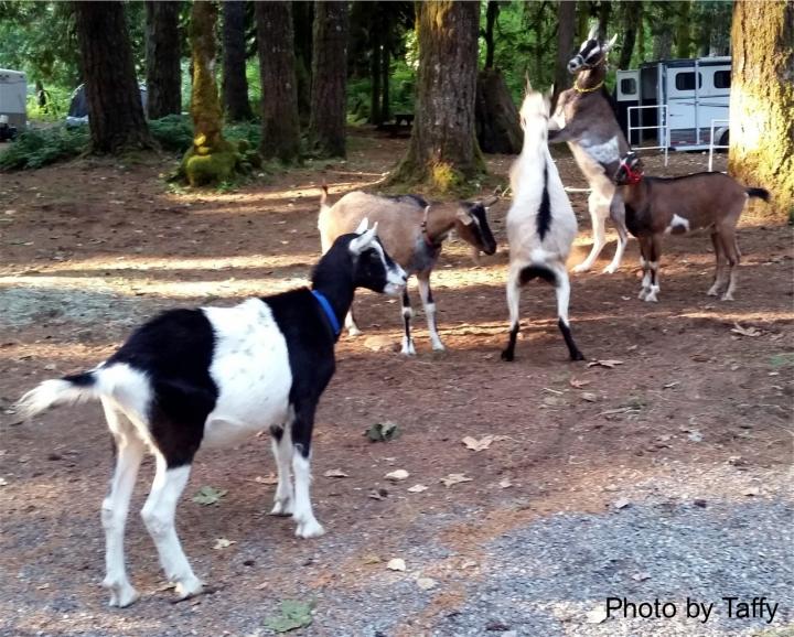 Filename: The Goat Games and cheering section.jpg
Size: 325.23 KB
09-20-2015, 08:53 PM