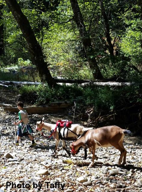 Filename: Colin, Dude and Bourbon walking the streambed 2.jpg
Size: 467.53 KB
09-25-2015, 08:27 AM