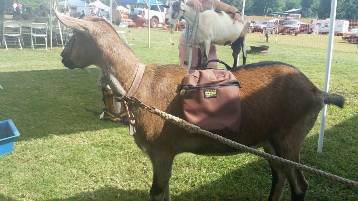 Filename: Pete with pomel pack.JPG
Size: 268.35 KB
11-07-2015, 05:27 PM