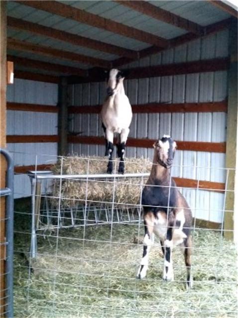Filename: Up on the hay rack.jpg
Size: 138.5 KB
12-08-2015, 06:09 PM