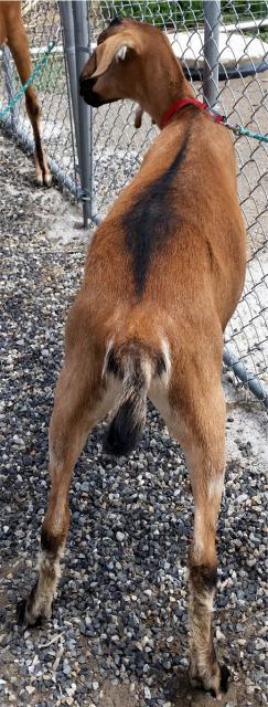 Filename: Kahlua 2.jpg
Size: 280.31 KB
07-05-2016, 06:31 PM