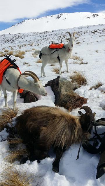 Filename: nz Tahr with packgoats.jpg
Size: 440.41 KB
08-27-2016, 02:27 AM