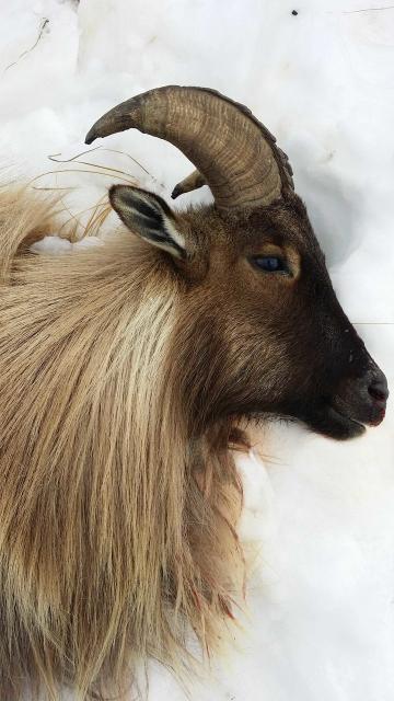Filename: bull Tahr.jpg
Size: 212.93 KB
08-27-2016, 02:37 AM