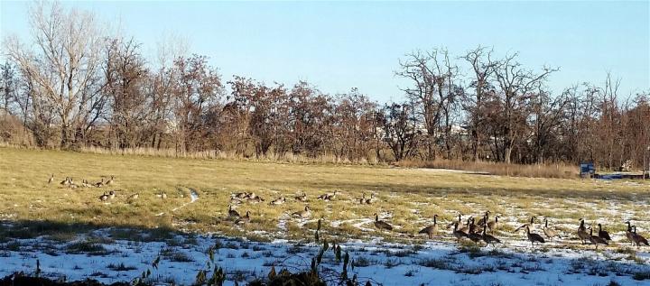 Filename: geese.jpg
Size: 241.9 KB
12-21-2016, 05:19 PM