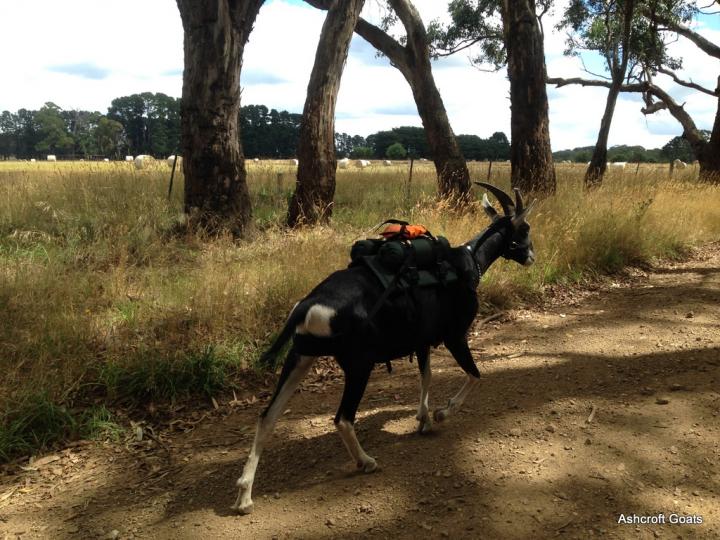 Filename: On my way.JPG
Size: 440.59 KB
02-18-2017, 06:52 PM