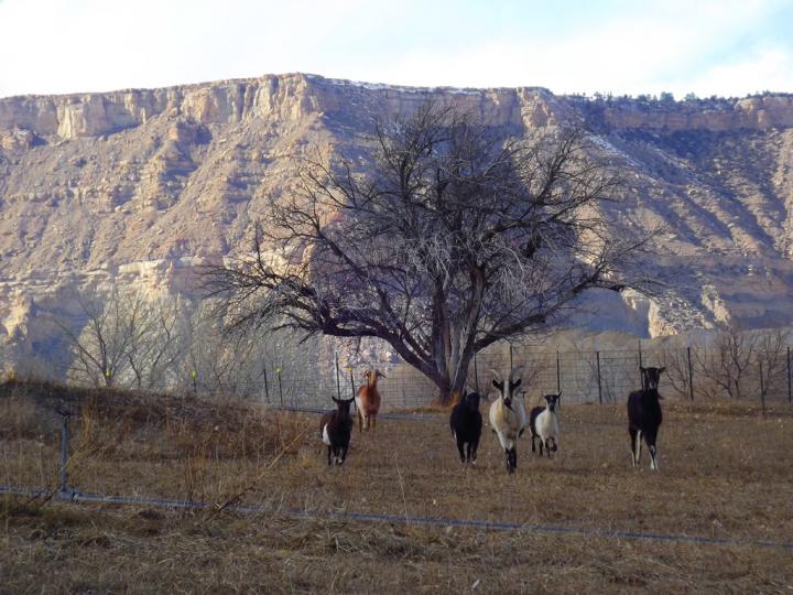 Filename: goats_old_tree_01.jpg
Size: 409.9 KB
03-05-2017, 03:58 PM