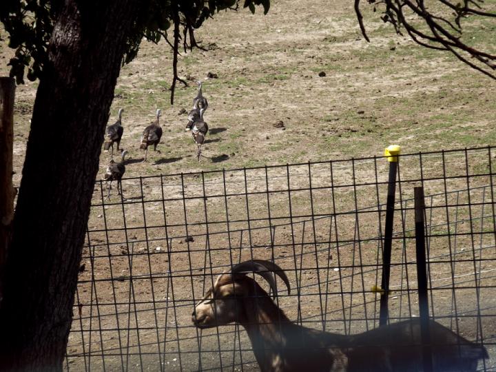 Filename: 20_Aug_2017_turkeys.jpg
Size: 595.16 KB
08-20-2017, 10:10 PM