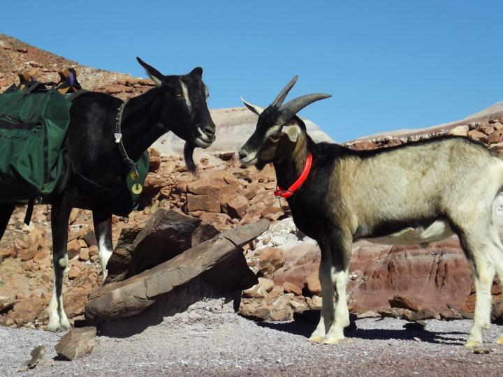 Filename: 15_Oct_2017_Horn_Silver_2_Goats_01.jpg
Size: 314.8 KB
10-15-2017, 06:54 PM