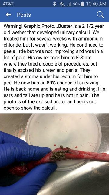 Filename: Urinary Calculi.jpg
Size: 378.31 KB
02-14-2018, 11:18 AM