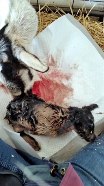 Filename: birth 1.jpg
Size: 120.38 KB
03-10-2018, 06:34 PM