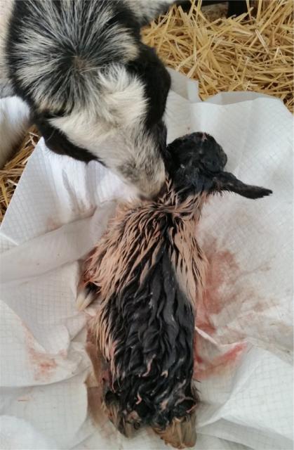 Filename: birth 2.jpg
Size: 136.62 KB
03-10-2018, 06:35 PM