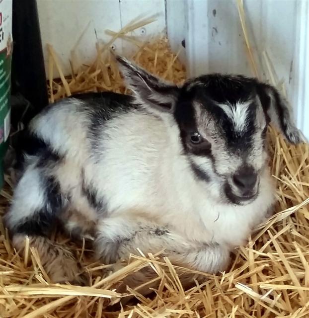 Filename: floppy ear.jpg
Size: 195.1 KB
03-10-2018, 07:00 PM