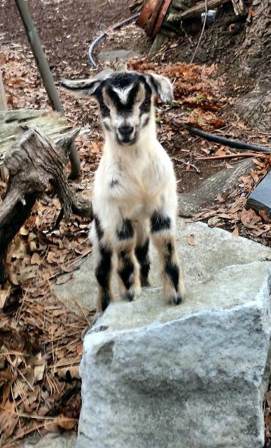 Filename: rock climbing.jpg
Size: 296.12 KB
03-14-2018, 04:06 PM