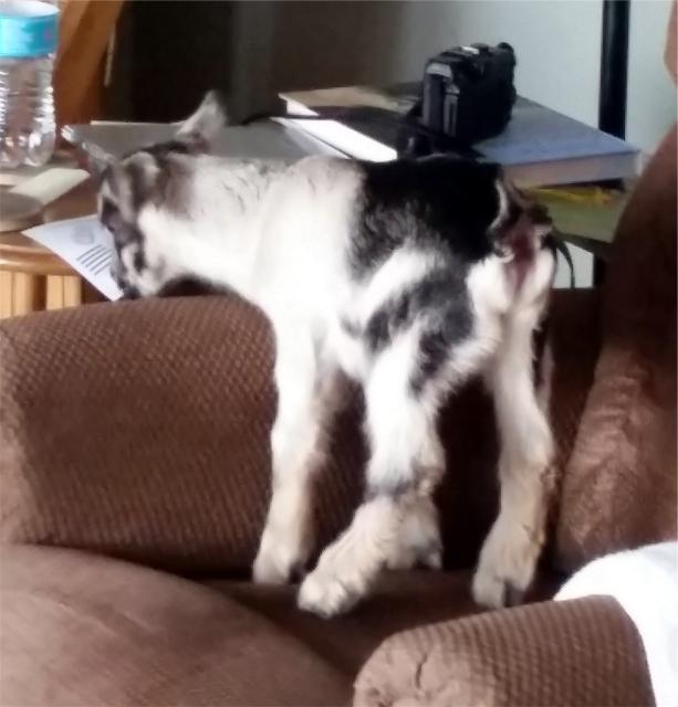 Filename: chair.jpg
Size: 147.52 KB
03-14-2018, 04:10 PM