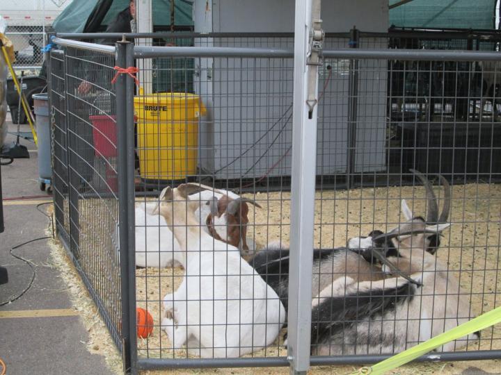 Filename: Circus_Goats.jpg
Size: 239.4 KB
06-07-2014, 09:11 PM