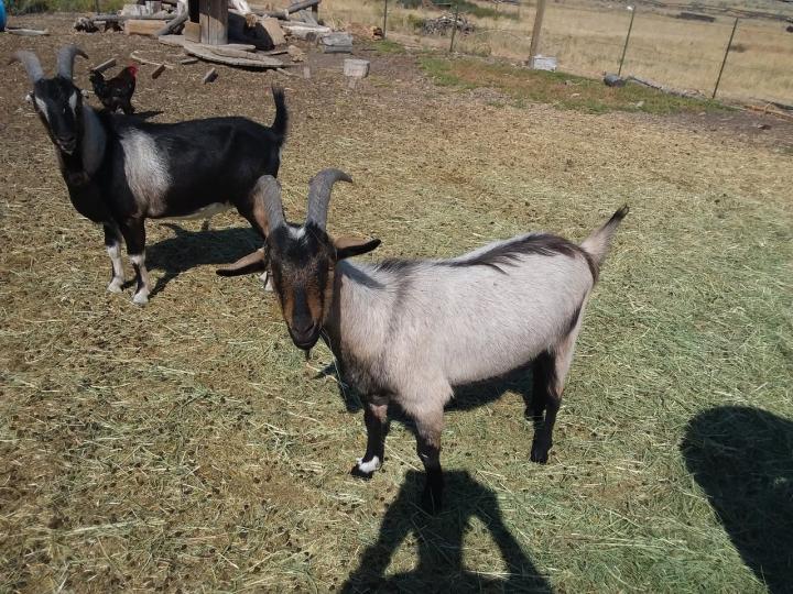 1 1/2 year old wethers for sale