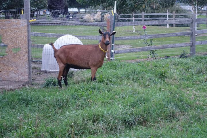 Filename: DSC01598sm.JPG
Size: 472.62 KB
09-21-2018, 07:35 PM