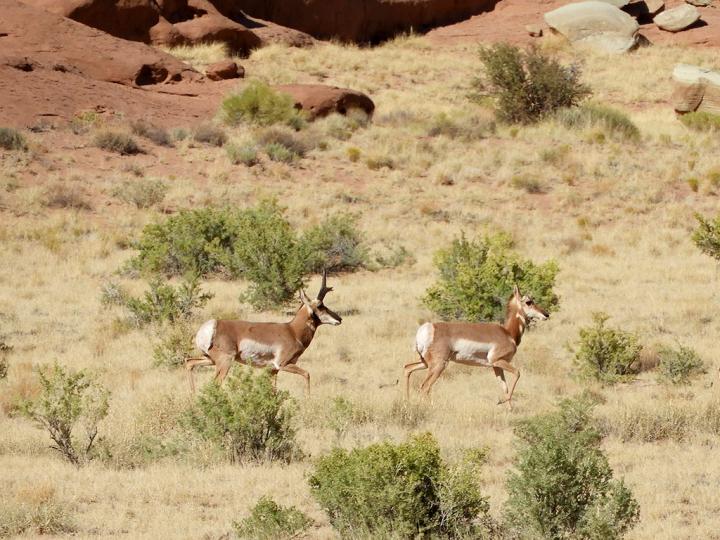 Filename: antelope_01.jpg
Size: 347.98 KB
09-23-2018, 08:45 PM