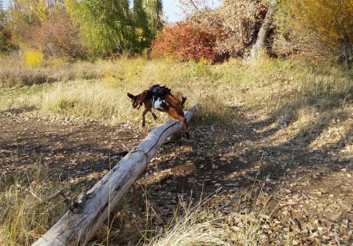 Filename: Elliot jumping log cr.jpg
Size: 288.01 KB
10-21-2018, 07:35 PM