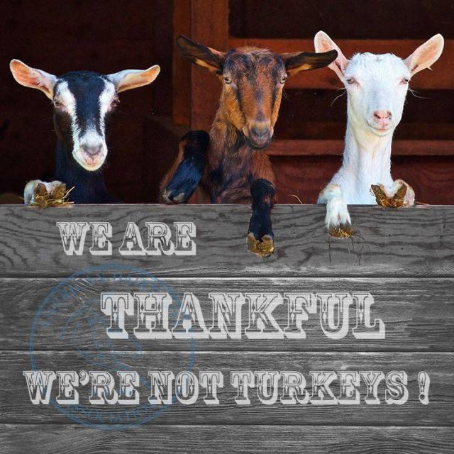 Filename: Thankful not turkey.jpg
Size: 104.2 KB
11-21-2018, 07:43 PM