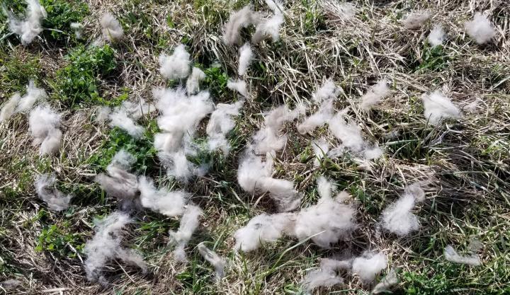 Filename: shedding.jpg
Size: 440.86 KB
03-28-2019, 03:40 PM
