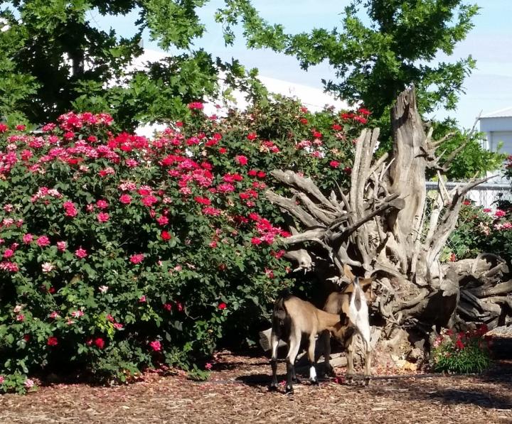Filename: Knock Out Roses.jpg
Size: 478.94 KB
04-02-2019, 06:58 PM