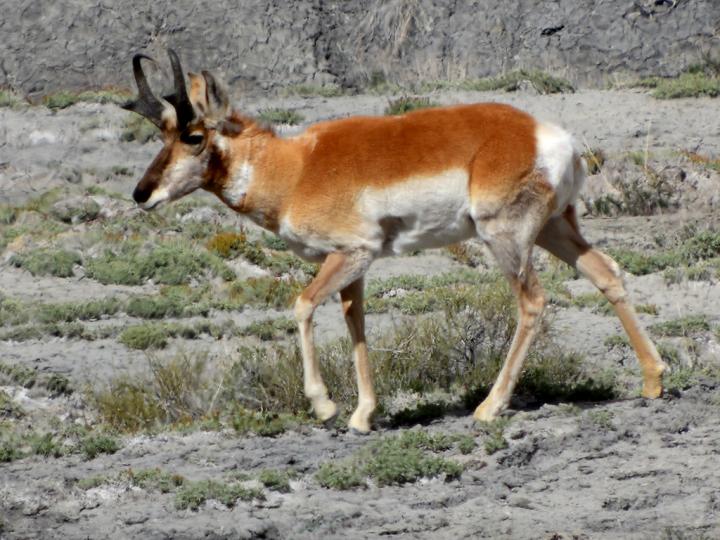 Filename: antelope_sad.jpg
Size: 398.24 KB
04-21-2019, 09:24 AM