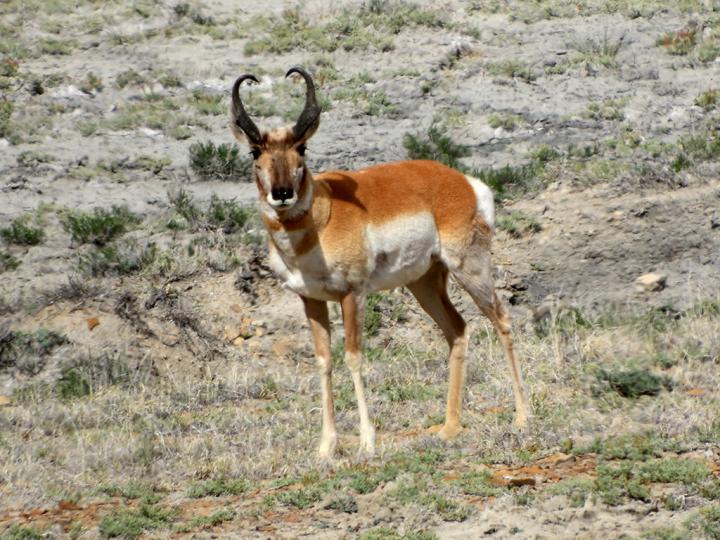 Filename: antelope_legs.jpg
Size: 460.9 KB
04-21-2019, 09:26 AM