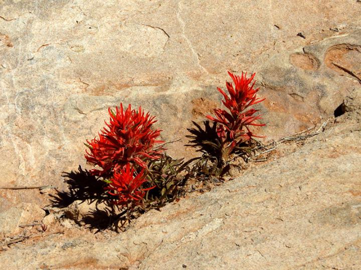 Filename: Flower2.jpg
Size: 243.29 KB
05-13-2019, 10:15 AM