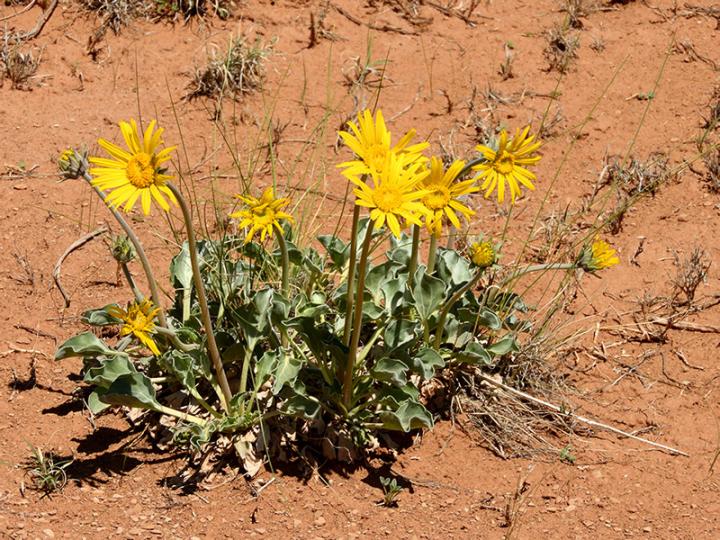 Filename: Flower1.jpg
Size: 340.66 KB
05-13-2019, 10:16 AM