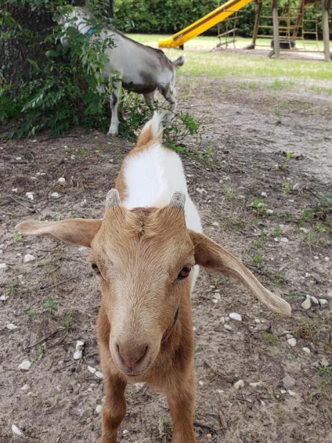 Filename: dumble 1.jpg
Size: 117.47 KB
05-30-2019, 06:00 PM