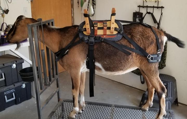 Filename: Bourbon's new saddle.jpg
Size: 209.45 KB
07-02-2019, 09:53 AM