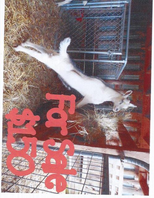 Filename: scan4.jpg
Size: 243.35 KB
07-25-2019, 01:01 PM