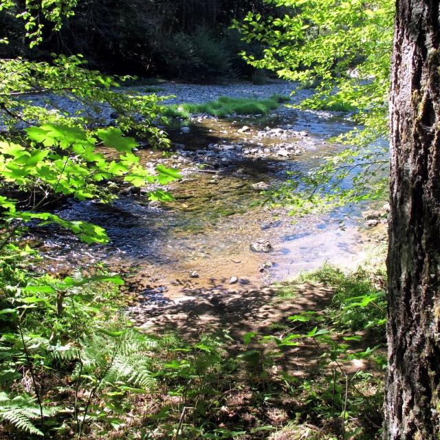 Filename: Trapper Creek 1.JPG
Size: 627.69 KB
08-29-2019, 12:44 PM
