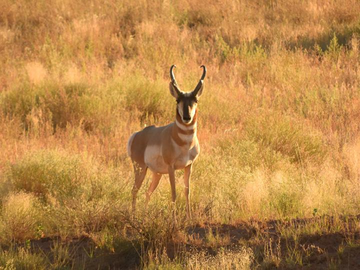 Filename: Antelope_01.jpg
Size: 349.39 KB
08-31-2019, 04:17 PM
