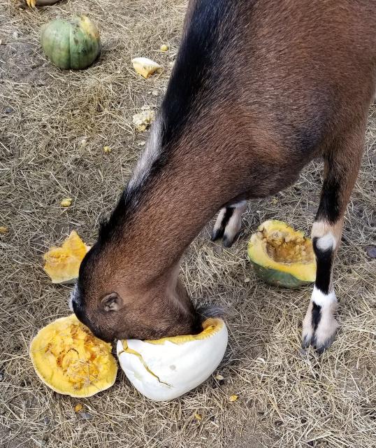 Filename: Bourbon pumpkin.jpg
Size: 590.69 KB
10-02-2019, 01:35 PM