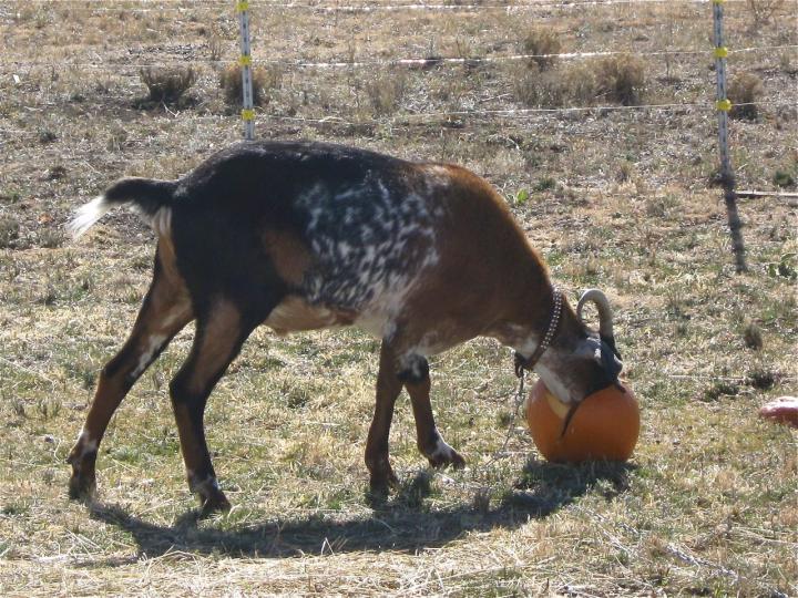 Filename: Cuzco_Pumpkin2.jpg
Size: 407.55 KB
10-22-2019, 08:23 PM