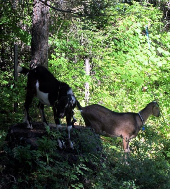 Filename: Banjo and Bouron browsing at camp sm.jpg
Size: 230.53 KB
08-11-2014, 10:23 AM