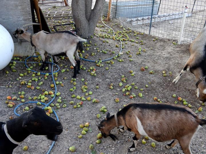 Filename: Pears_01.jpg
Size: 334.55 KB
11-06-2019, 07:11 AM