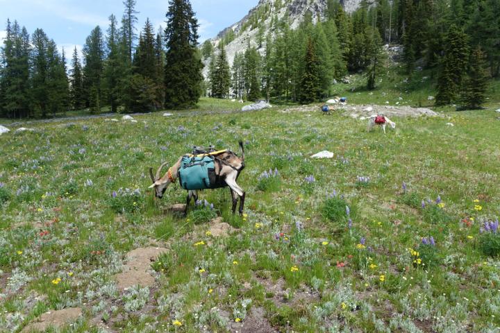 Filename: DSC02441 grazing.JPG
Size: 477.58 KB
07-24-2020, 09:28 PM
