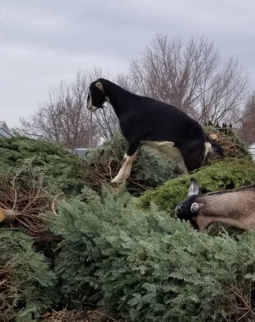 Filename: Leif king of the Christmas tree mountain.jpg
Size: 323.85 KB
01-06-2021, 04:23 PM
