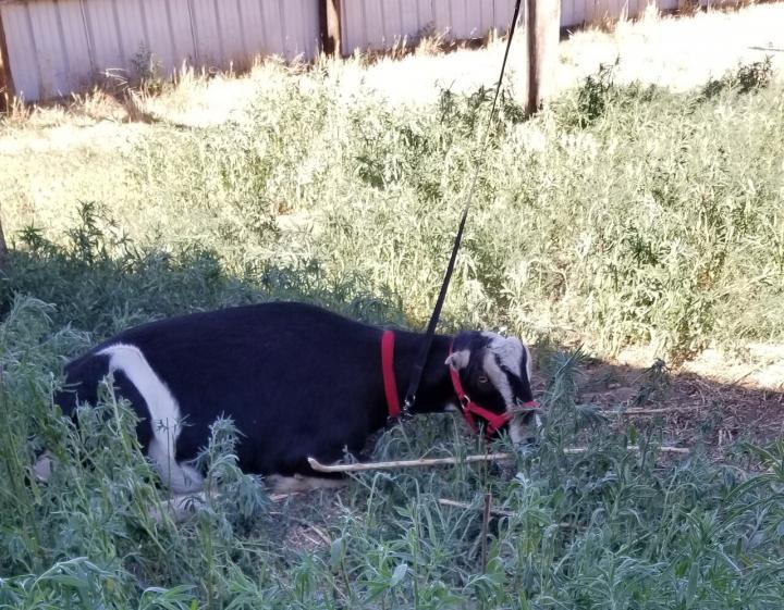 Filename: Lex chewing stick on highline.jpg
Size: 368.08 KB
05-30-2021, 09:49 AM