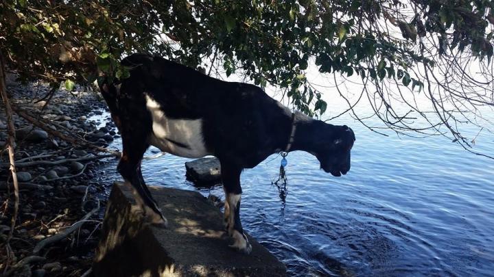 Filename: Banjo stood on this block to eat elm leaves above him.jpg
Size: 187.27 KB
09-29-2014, 09:09 PM
