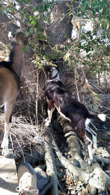 Filename: Bourbon and Banjo reaching for elm leaves.jpg
Size: 212.83 KB
09-29-2014, 09:09 PM
